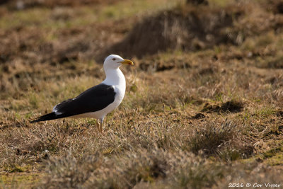 Lesser Black-backed Gull / Baltische Mantelmeeuw  