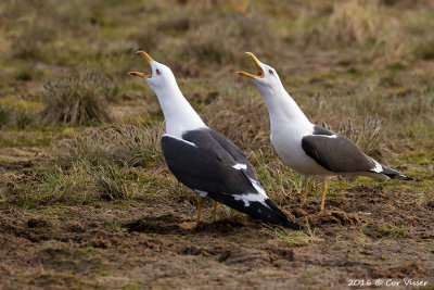 Lesser Black-backed Gull / Baltische Mantelmeeuw  