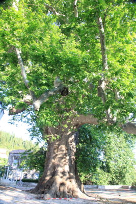 450-Year Old Tree (IMG_9763.JPG)