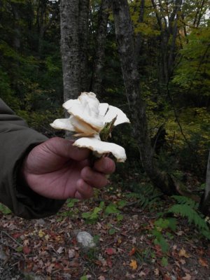 Edible Wild Mushroom (SAM_6682.JPG)
