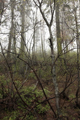_MG_3371.JPG