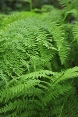 _MG_3018.JPG