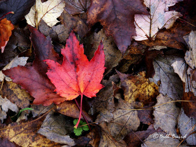 Red Leaf