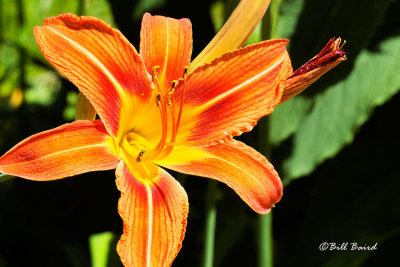 Day Lilly