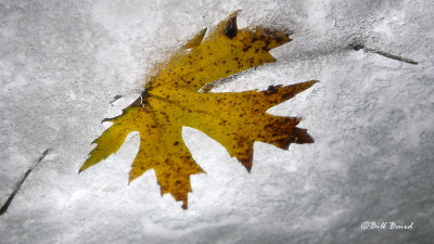 Leaf and Ice on Windshield