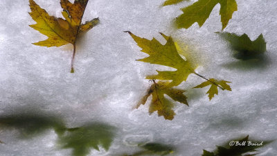 Leaves and Ice on Windshield