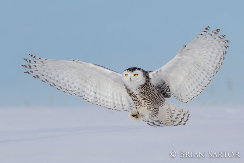 snowyowl-AR4C3448-Edit.jpg