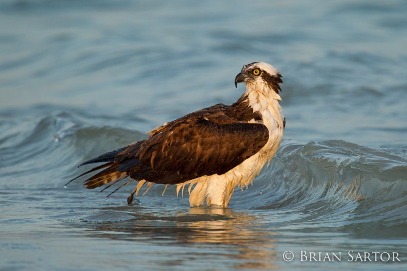 Osprey Wading in the Surf