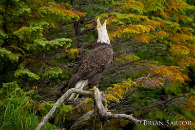 Screaming Eagle