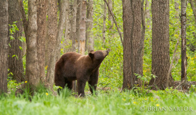 An eye on the cubs