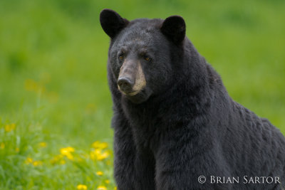 Black Bears of Northern Minnesota