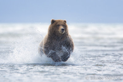 Chasing Salmon