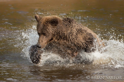 Alaska Wildlife