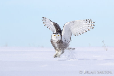 snowyowl-AR4C3389-Edit.jpg