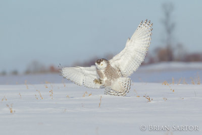 snowyowl-AR4C3177-Edit-Edit.jpg