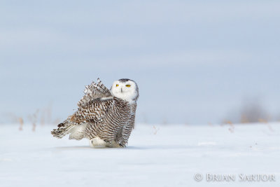 Hawks and Owls