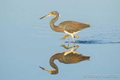 Tri Colored Heron