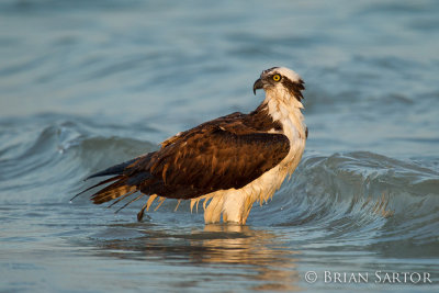 Osprey Wading in the Surf