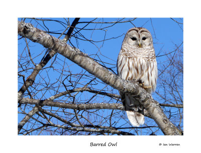 Barred Owl