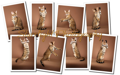Bengal Cat Collage