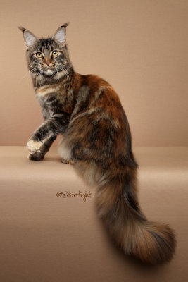 CascadeMtn Chai Latte of CoonAmor (Maine Coon)