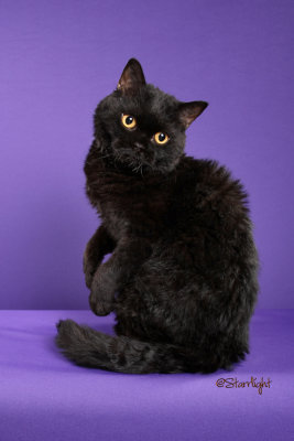 Susens Jeepers Creepers of Allearz (Selkirk Rex)