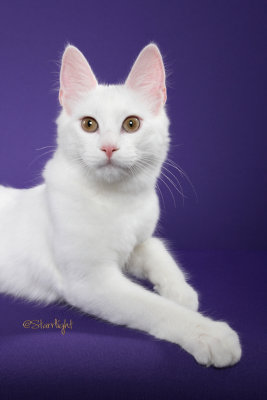 Zarafets Dahlia (Turkish Angora)