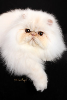 DJ Valador Dragonfire (Persian)