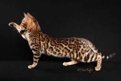 Amantra Fantasy (Bengal)