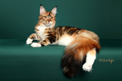 Tropicoons Flirtini of CascadeMtn (Maine Coon)