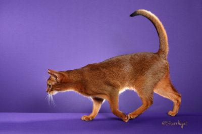 Zinfelmax Genoa (Abyssinian)