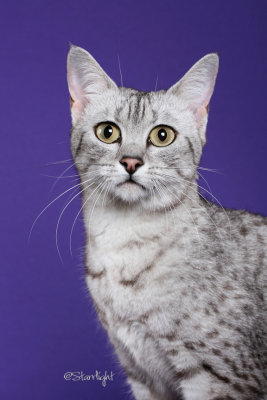 RoyalNefertiti HFH Miss M (Egyptian Mau)