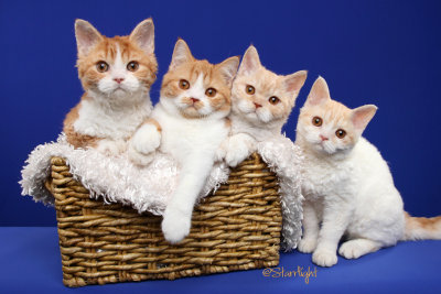 Kittikat kittens (Selkirk Rex)