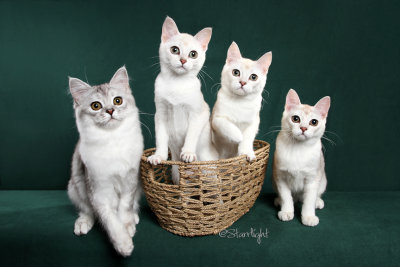 Kasanovakatz kittens (Burmilla)