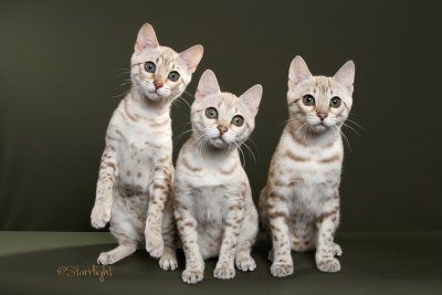SolanaRanch kittens (Bengals)
