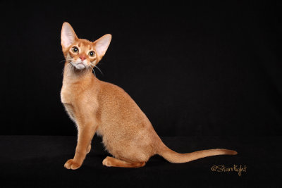 Wil-o-glens Lakota (Abyssinian)