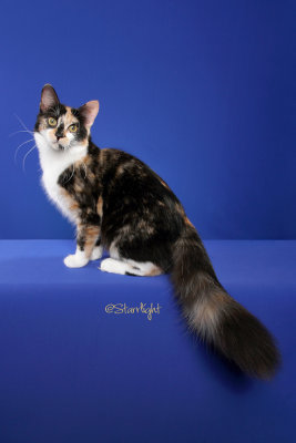 Savannah (Shelter/rescue cat shown as Household pet)