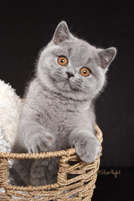 HMS Skylar of Bewitched (British Shorthair)
