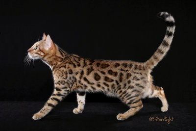 TheRealms Tiama (Bengal)