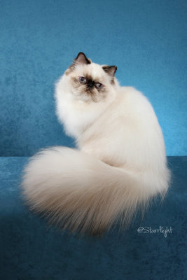 Cherrybirdies Tootsie Roll (Himalayan)