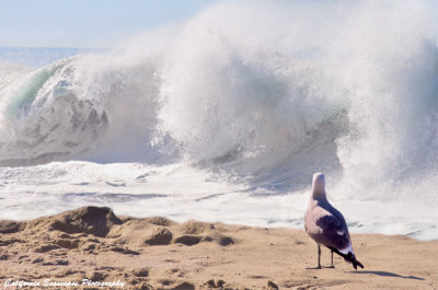 Seagull and Surf