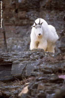 Landscapes and Wildlife of the West