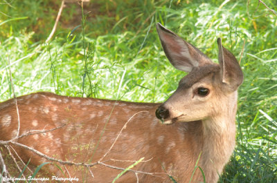 Morning Deer- Green Grass