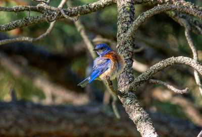 _MG_3181 Male Bluebird