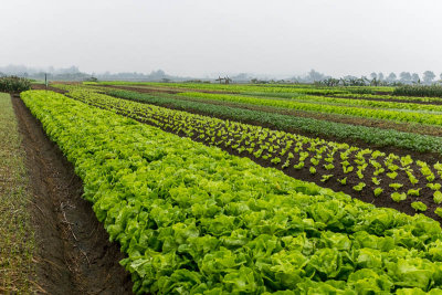 Fields east of Hanoi