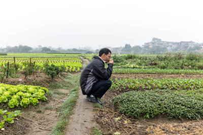 Fields east of Hanoi