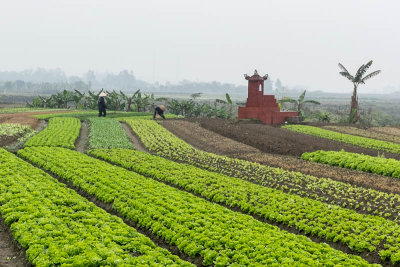 Fields east of Hanoi