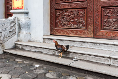 Free range chickens, Hanoi