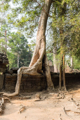 Ta Prohm temple, Siem Reap