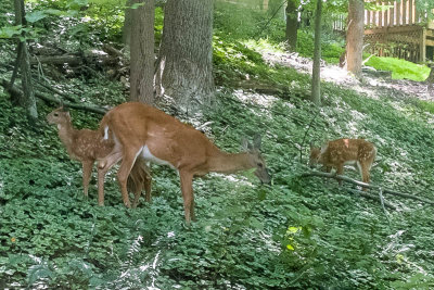Doe and fawns